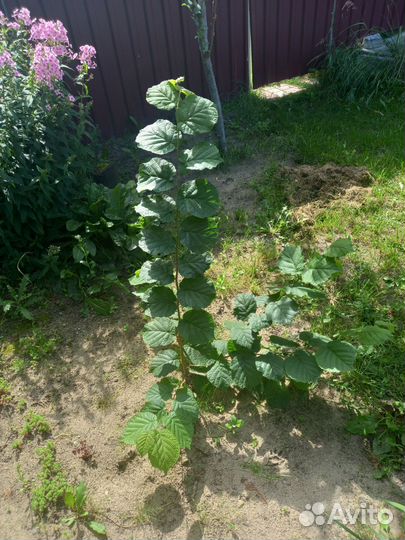 Саженцы лесного ореха