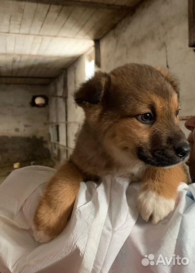 Щенок в добрые руки