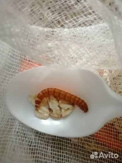 Мучной червь живой