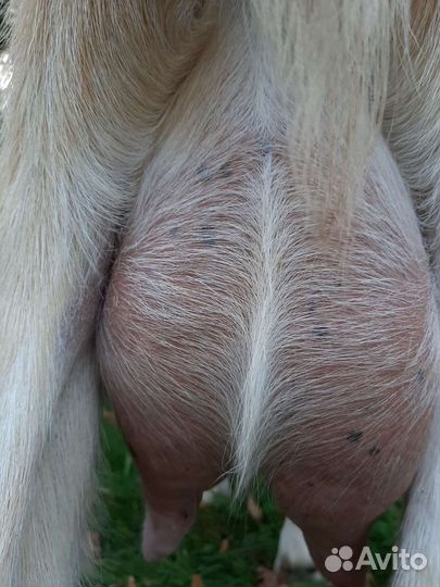 Зааненская дойная коза и козочка