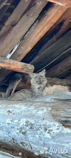 Кошки в добрые руки