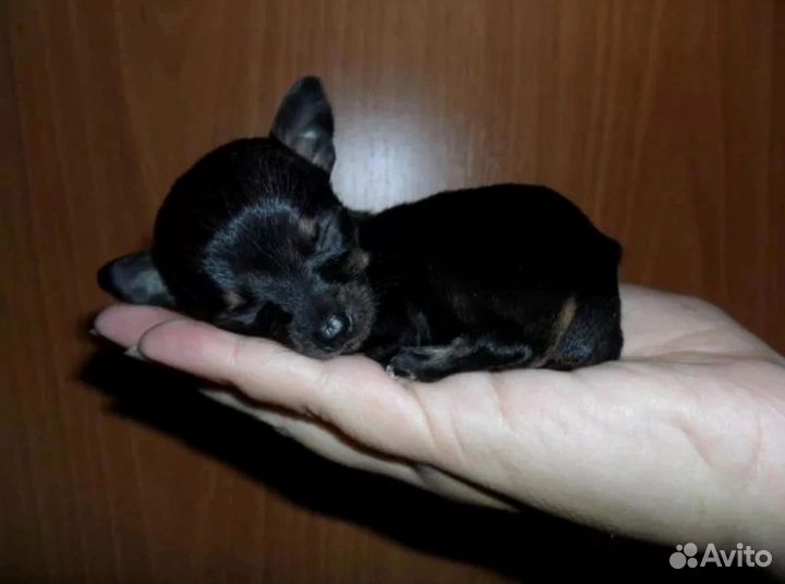 Мини той-терьер