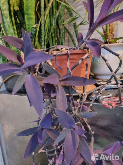 Традисканция