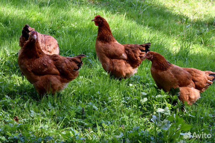 Цыплята цветного бройлера подрощенные