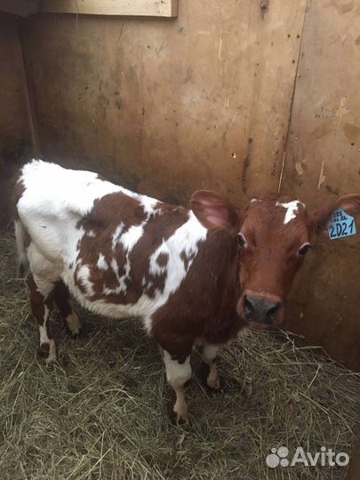 Бычки мясного направления