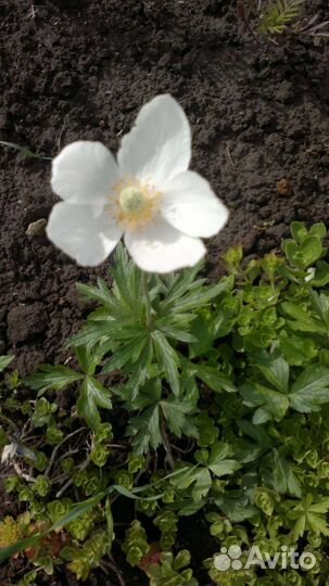 Вербейник,Анемона,Чистец шерстистый