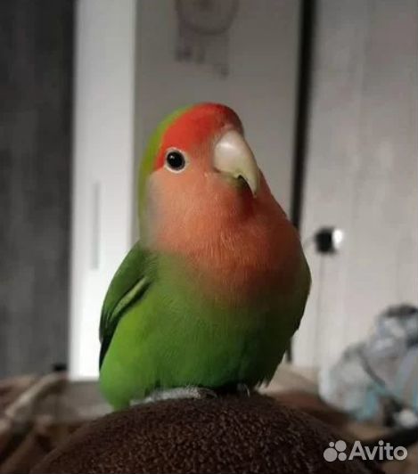 Неразлучники птенцы