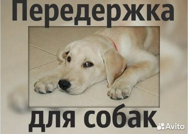 Передержка собак