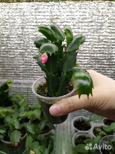 Декабрист красный