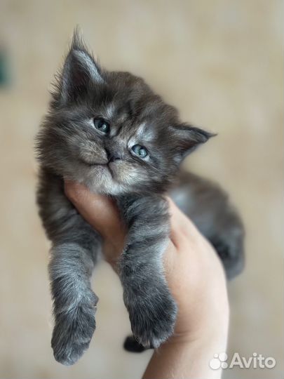 Котенок мейн-кун мальчик