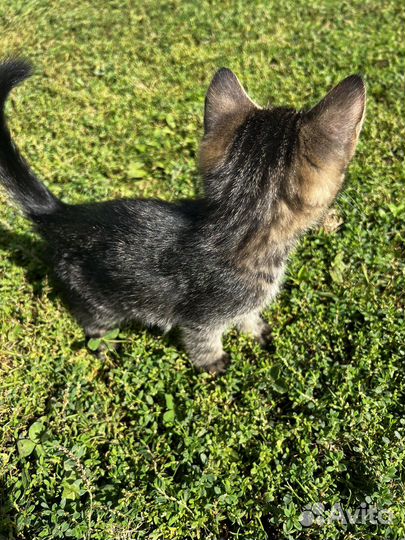 Котята в добрые руки бесплатно