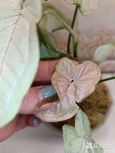 Сингониум мини пастель