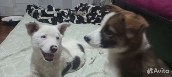 Отдам собачек, в добрые руки, бесплатно