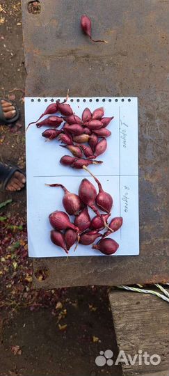 Лук севок опт от 100 кг