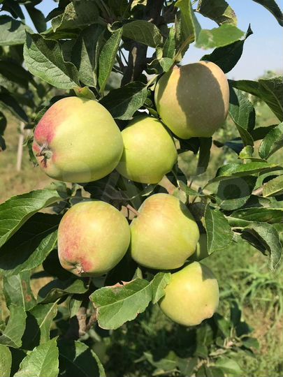 Дача 40 м² на участке 50 сот.