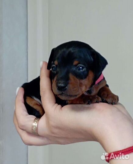 Цвергпинчер