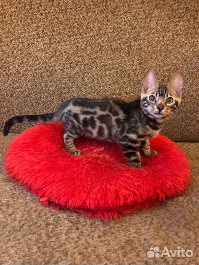 Бенгальские котята