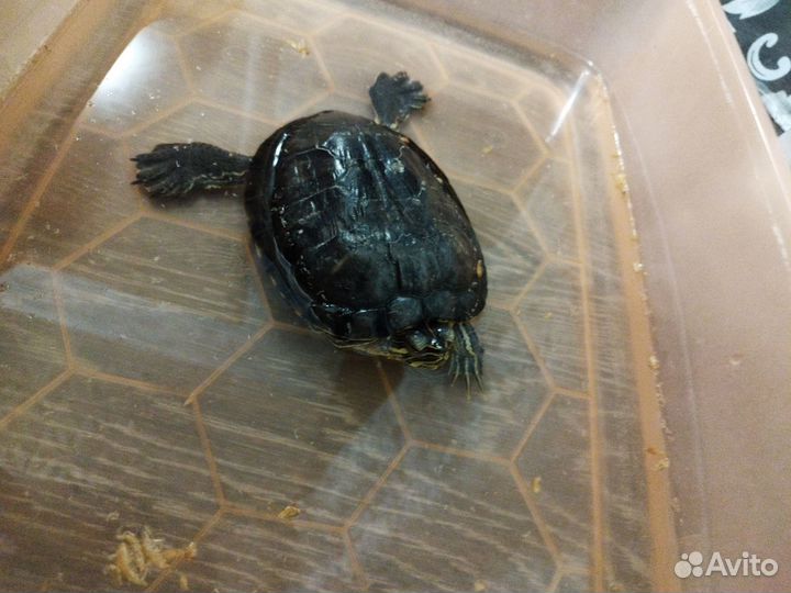 Отдам даром бесплатно в дар