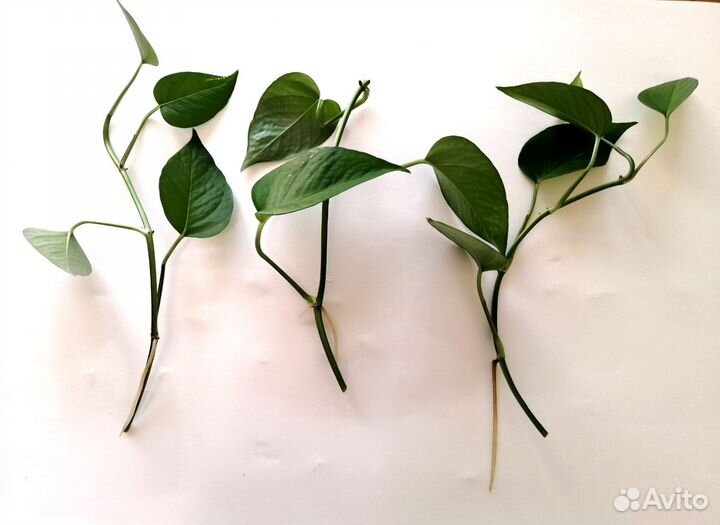 Эпипремнум ауреум, сциндапсус, комнатные цветы