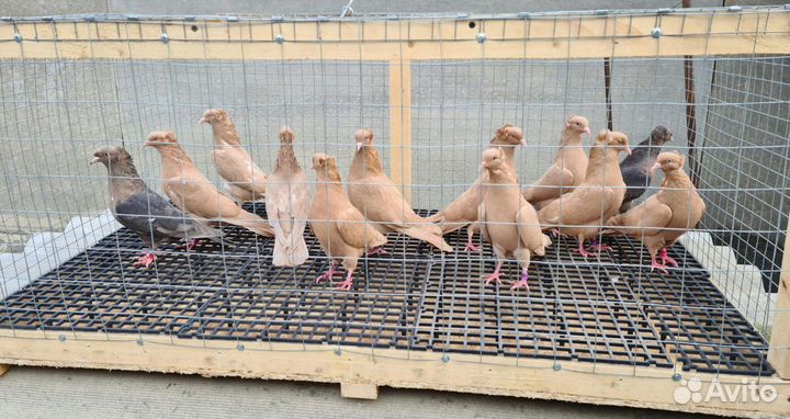 Продаётся птица