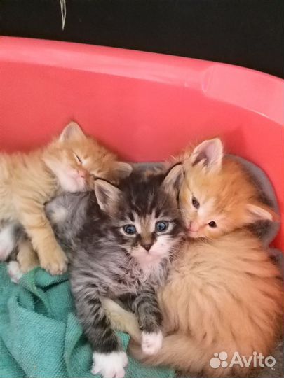 Котята от мейкуна и сибирской кошки. Девочки