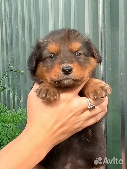 Щенки дворняшки