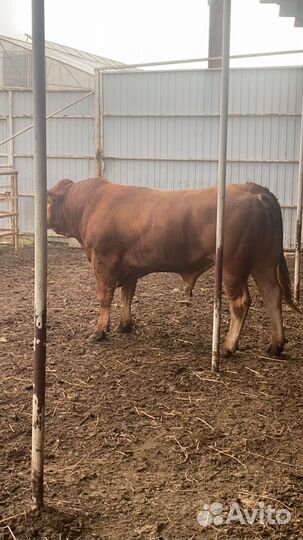 Бык и коровы