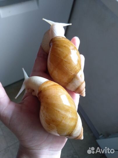 Передержка экзотических животных и грызунов