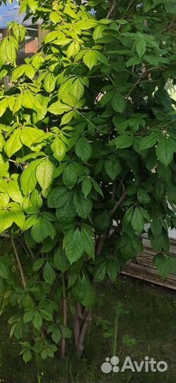 Элеутерококк (Женьшень )