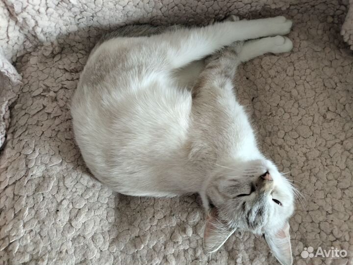 Голубоглазая тайская кошка из приюта