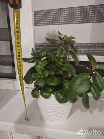 Цветок Паперомия