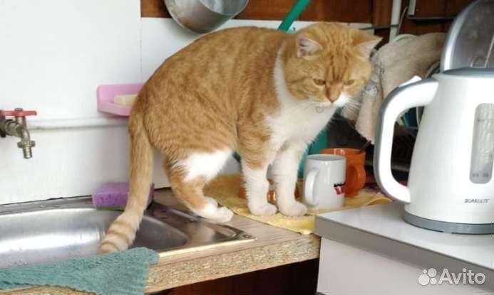 Кот шотландец вязка