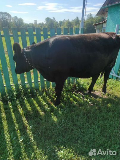 Телки стельные