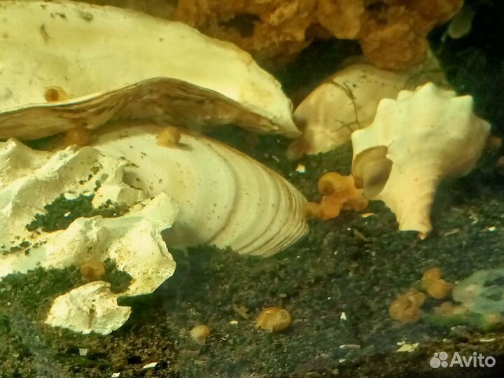 Улитки ампулярии