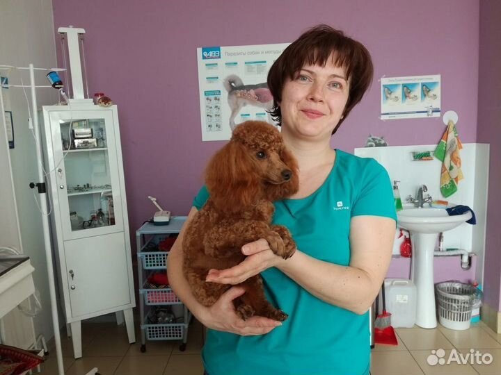 Ветеринарный врач, стерилизация, кастрация