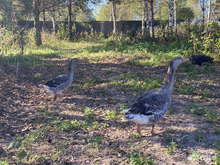 Крупные серые гуси