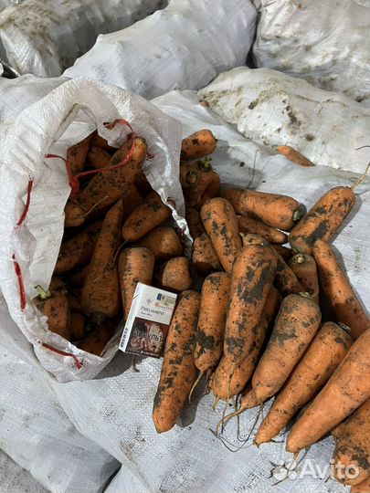 Морковь оптом