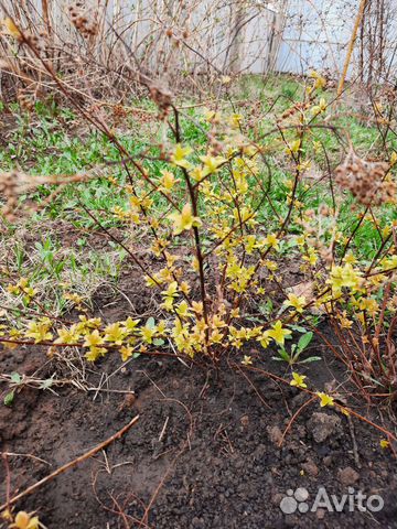 Спирея Золотая Принцесса