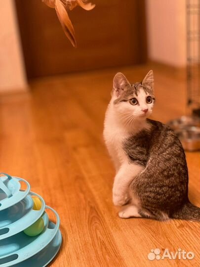 Котенок девочка в добрые руки 3,5 месяца