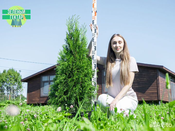 Туя смарагд 1 м свежая копка 2023