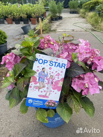 Гортензия вечное лето