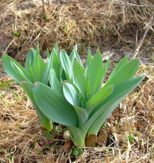 Лук Суворовский