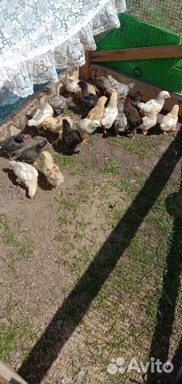 Цыплята несушки подрощенные