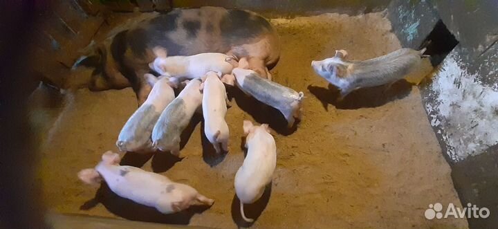 Домашние поросята