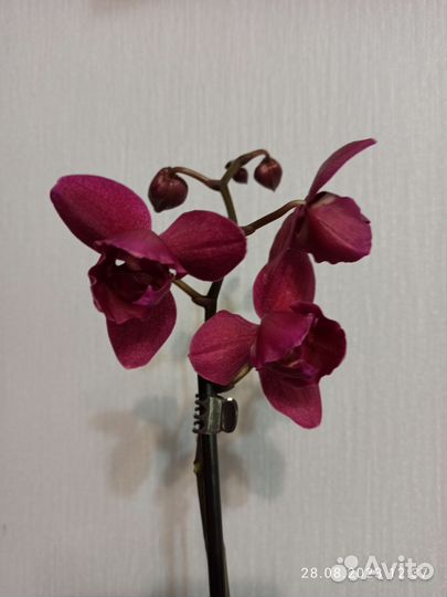 Орхидея фаленопсис Паваротти Пелор, 2 ствола