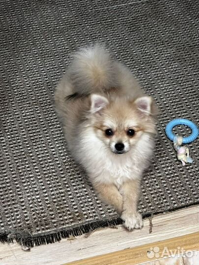 Померанский шпиц мини