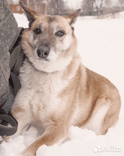 Собака в добрые руки отдам бесплатно
