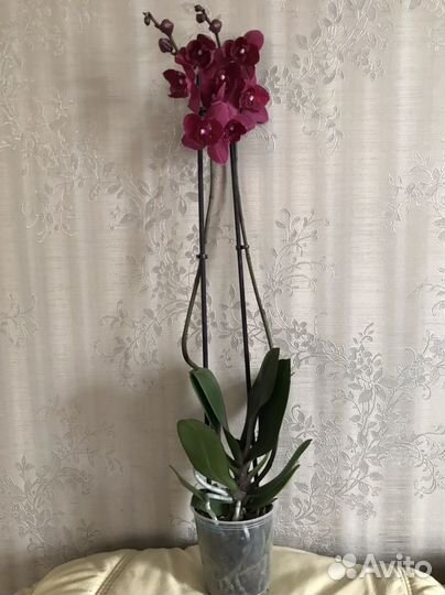 Орхидея фаленопсис бабочка