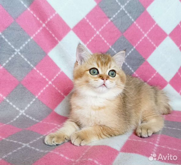 Британский золотой котик