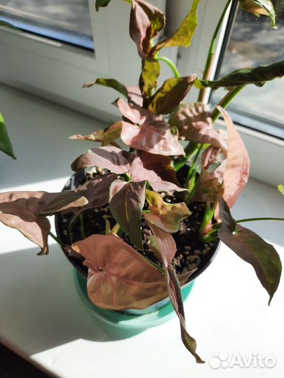 Арбузная пеперомия и другие комнатные цветы